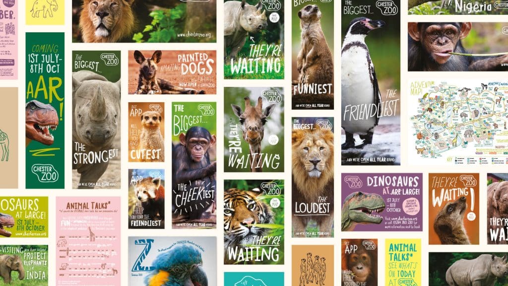 A large selection of printed literature displayed a a flat-lay, using a range of animal images, illustrations and the bespoke typeface for Chester Zoo.
